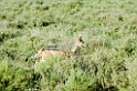 Ndutu Black-backed Jakal01